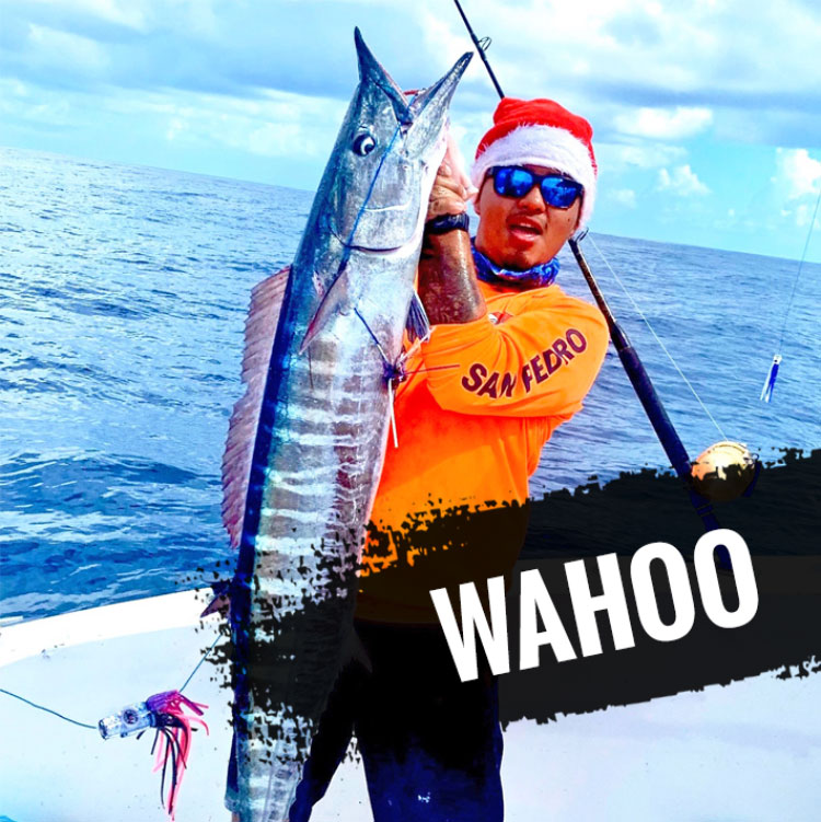 Wahoo Lures  Handpicked lures for wahoo fishing success!