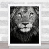 Royal Portrait Africa B&W Lion Lions Kenya Feline Savannah Safari Wall Art Print