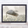 Crane In Flight Nature Wildlife Cranes Birds Morning Mood Beauty Wall Art Print