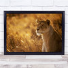 Sunshine Lion Lioness Feline Wildlife Wild Nature Animal Animals Wall Art Print