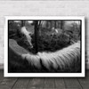 In The Garden Animals B&W Blackaamp;White Horse Fence Wood Skin Wall Art Print