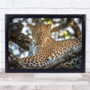 The Arboreal King Wildlife Wild Nature Animal Leopard Laying In Tree Art Print