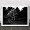 Boast Horse Animal Jump Dust Dark Power Force Freedom Free B&W Wall Art Print