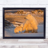 Different Twins Polar Polar-Bear Churchill Canada Frozen North Wall Art Print