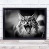 Hear Me Meow Cat Cats Roar Fangs Yawn Bokeh Blur Blurry Animal Wall Art Print