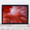 Abstract Eye Animal Animals Red Pink Bird Glance Gaze Looking Wall Art Print