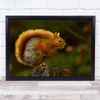 Do Not Move Squirrel Animal Animals Bokeh Cute Tail Fur Furry Wall Art Print