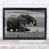 Do As What Mom Does Little Elephant Drinking Crossing River Wall Art Print