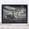 The Goats Animals B&W Black And White High-Key High Key Sky Wall Art Print