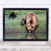 Thirsty Work Bear Brown Alaska Cubs Wildlife Nature Feeding Wall Art Print