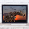 In Love Animal Giraffe Sun Sunset Red Zoo Fauna Sky Clouds Wall Art Print