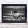 Love Horse Animals B&W Affection Hug Embrace Animal Horses Wall Art Print