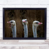 Chorale Fun Funny Humor Humour Choir Sing Ostrich Singing Wall Art Print