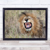 Roaring Lion Animals Roar Teeth Wild Wildlife Photography Wall Art Print