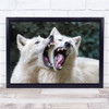 Wolf Kiss Wolves Animals Fur Furry Angry Fear Anger Fangs Wall Art Print