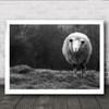 Wondering Sheep Animal B&W Field Fur Furry Cattle Farming Wall Art Print