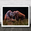 Apes For Mates Orangutang Orangutangs Animal Animals Ape Wall Art Print