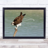 Osprey Animals Wildlife Wild Nature Bird Water Poop Crap Wall Art Print