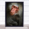 Baboon Netherlands Ape Monkey Animal Animals Emmen Zoo Wall Art Print