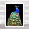 Peacock Bird Birds Animal Eyes Feather Feathers Beauty Wall Art Print