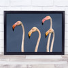 Flamingos Close Up Flamingo Bird Camarga Dela Delta Wall Art Print