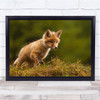 Fox Red Young Baby Cute Cub Curious Curiosity Bokeh Wall Art Print