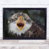 Intensity Canada American Bald Eagle Animal Animals Wall Art Print