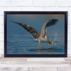 Large Bird Of Prey In Lake Catching Fish For Dinner Wall Art Print