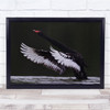 Black Swan Wings Water Neck Wildlife Wild Nature Wall Art Print