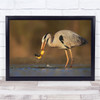 Catching Large Black And White Bird Catches Fish Wall Art Print