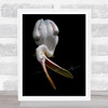 Feeding Time Pelican Zoo Netherlands Emmen Bird Wall Art Print