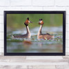 Just Married Two Birds Swimming On Lake Staring Wall Art Print