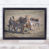 Cheetah Hunting Wildlife Animals Africa Kenya Wall Art Print