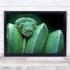 Snake Green Tree Python Head Bokeh Close Up Wall Art Print