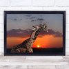 Love You Animals Animal Captive Giraffe Wall Art Print