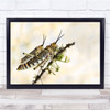 Grasshoppers Mating Grasshopper Insect Wall Art Print