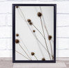 Thistle Grey 05 Dried Botanical Studio Wall Art Print