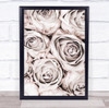 Grey Roses No 01 Rose Flower Studio Wall Art Print