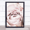 Pink Rose No 06 Roses Flower Studio Wall Art Print