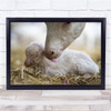 Care Mother Goat With Baby Licking Wall Art Print
