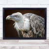 Der Blick Bird Zoo Vulture Animals Wall Art Print