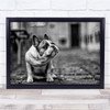 Dog B&W Bokeh Pet Animal In Street Wall Art Print