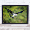 Eagle Flying Catch Fish Blue Wings Wall Art Print