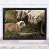 Bulldog Looking At Herd Of Sheep Wall Art Print