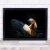 Ruddy Shelduck Flapping In Water Wall Art Print
