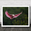 Landing Bird Roseate spoonbill Wall Art Print