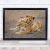 Lovely Cubs Playing In Desert Wall Art Print