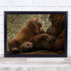 Mother's Love Orangutan Wall Art Print