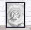 White Rose Close Up Wall Art Print