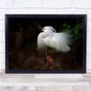 Snowy Egret Wall Art Print